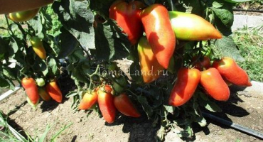 Charakteristika a popis odrůdy rajčete kornabel, její pěstování